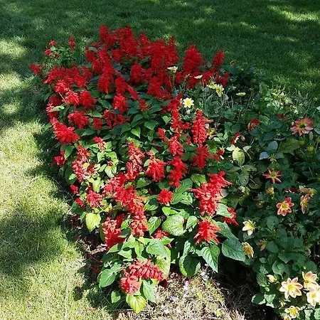 Olymp Apartcomplex 4* Sveti Vlas