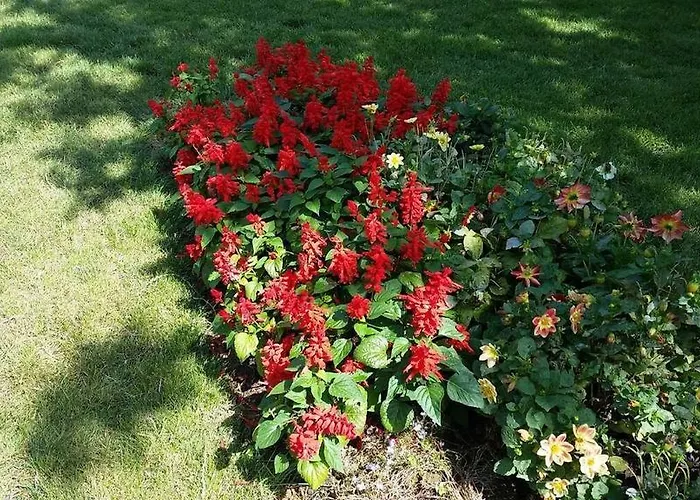 Olymp Apartcomplex 4* 圣弗拉斯